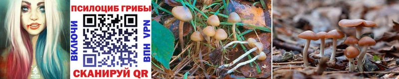 Галлюциногенные грибы MAGIC MUSHROOMS  shop телеграм  Афипский 